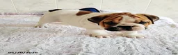 English Bulldog dogs for sale: Rio Grande - Ad 8