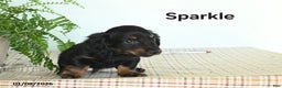 Miniature Dachshund dogs for sale: Sparkle - Ad 3