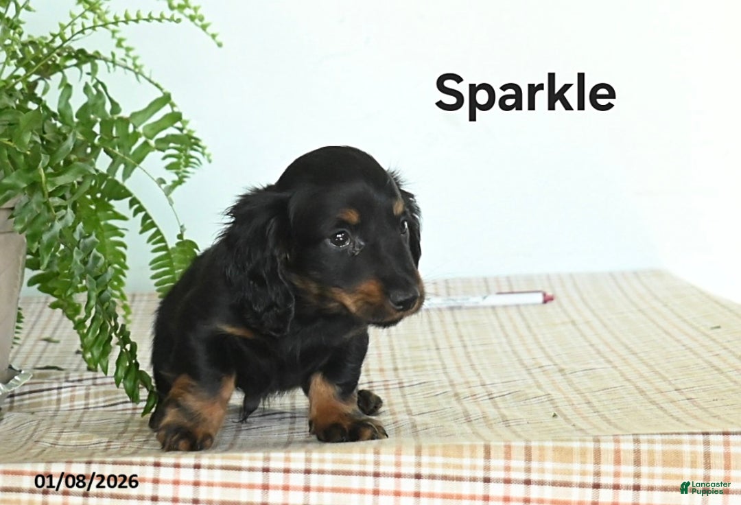 Miniature Dachshund dogs for sale: Sparkle - Ad 3