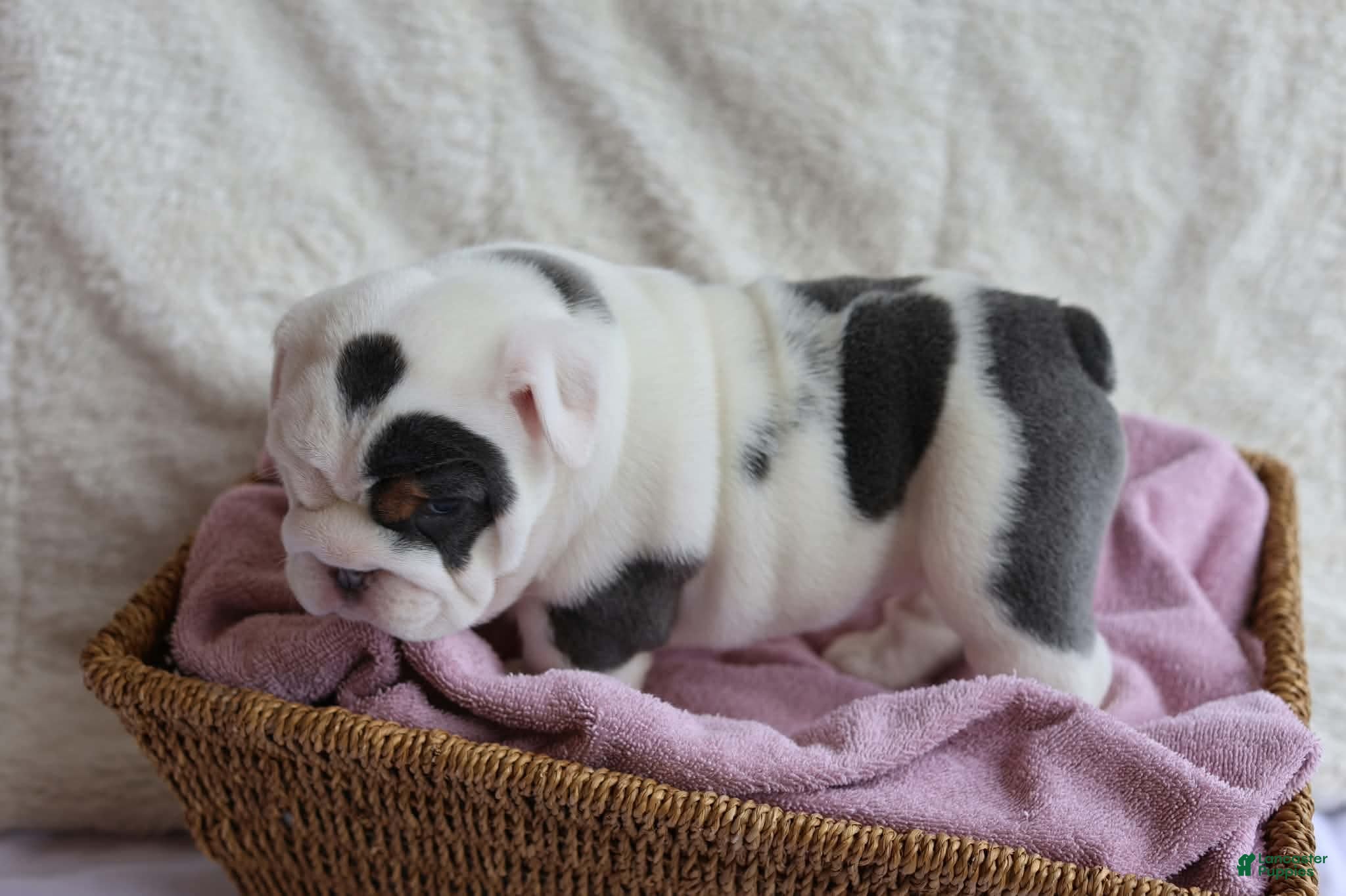 English Bulldog dogs for sale: Molly - Ad 2