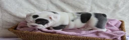 English Bulldog dogs for sale: Molly - Ad 2