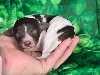 Mini Goldendoodle dogs Verona - Ad 30