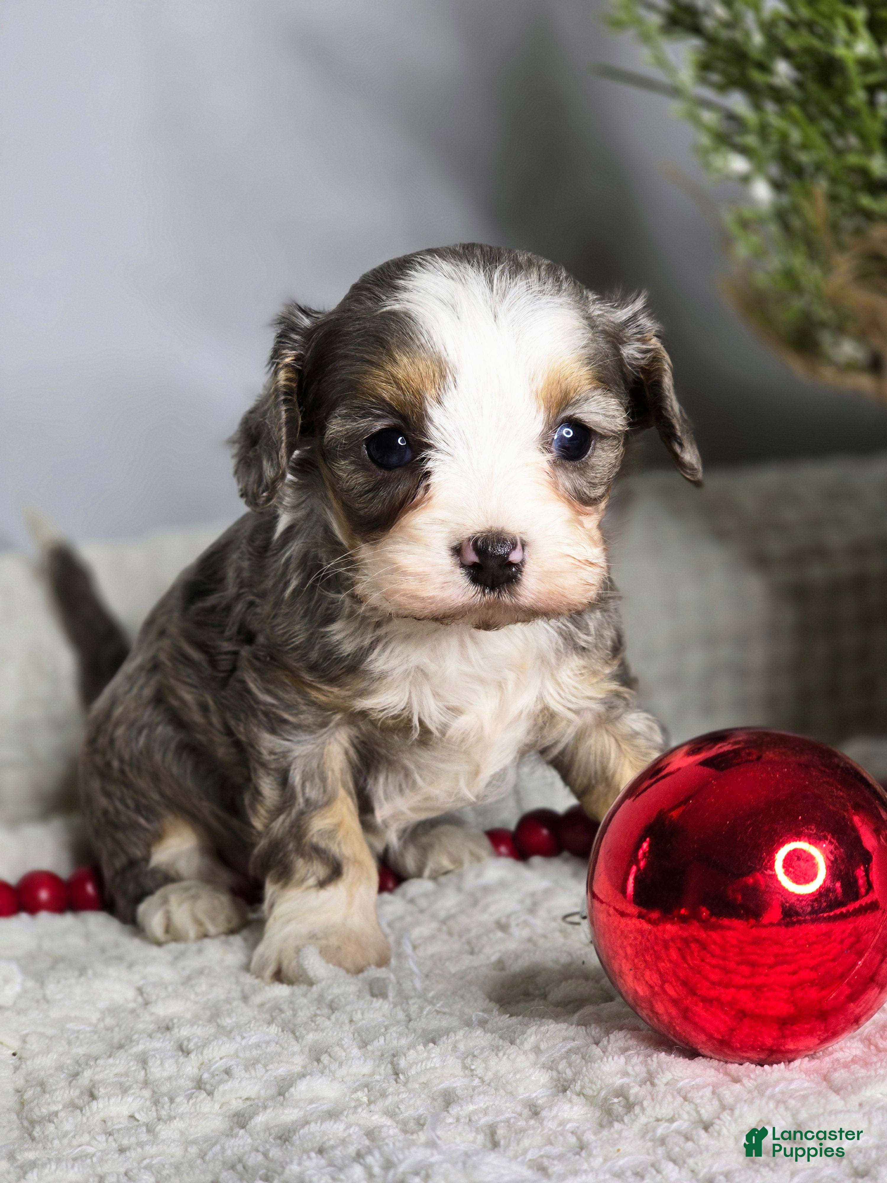 Cavapoo dogs Alaska - Ad 11