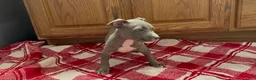 American Pit Bull Terrier dogs for sale: American Pit Bull Terrier 4 - Ad 2