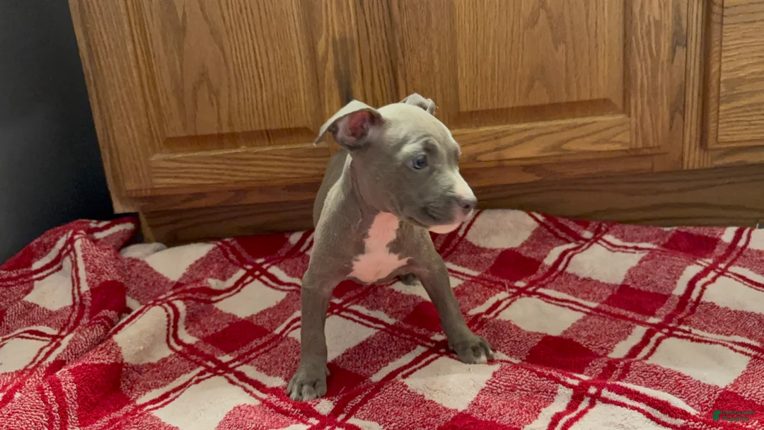American Pit Bull Terrier dogs for sale: American Pit Bull Terrier 4 - Ad 2