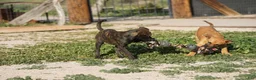 Dutch Shepherd dogs for sale: Dutch brindle F - Ad 14