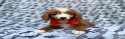 Mini Goldendoodle dogs for sale: Lawton - Ad 4