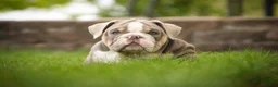 English Bulldog dogs for sale: Nasher English Bulldog Puppy  - Ad 3
