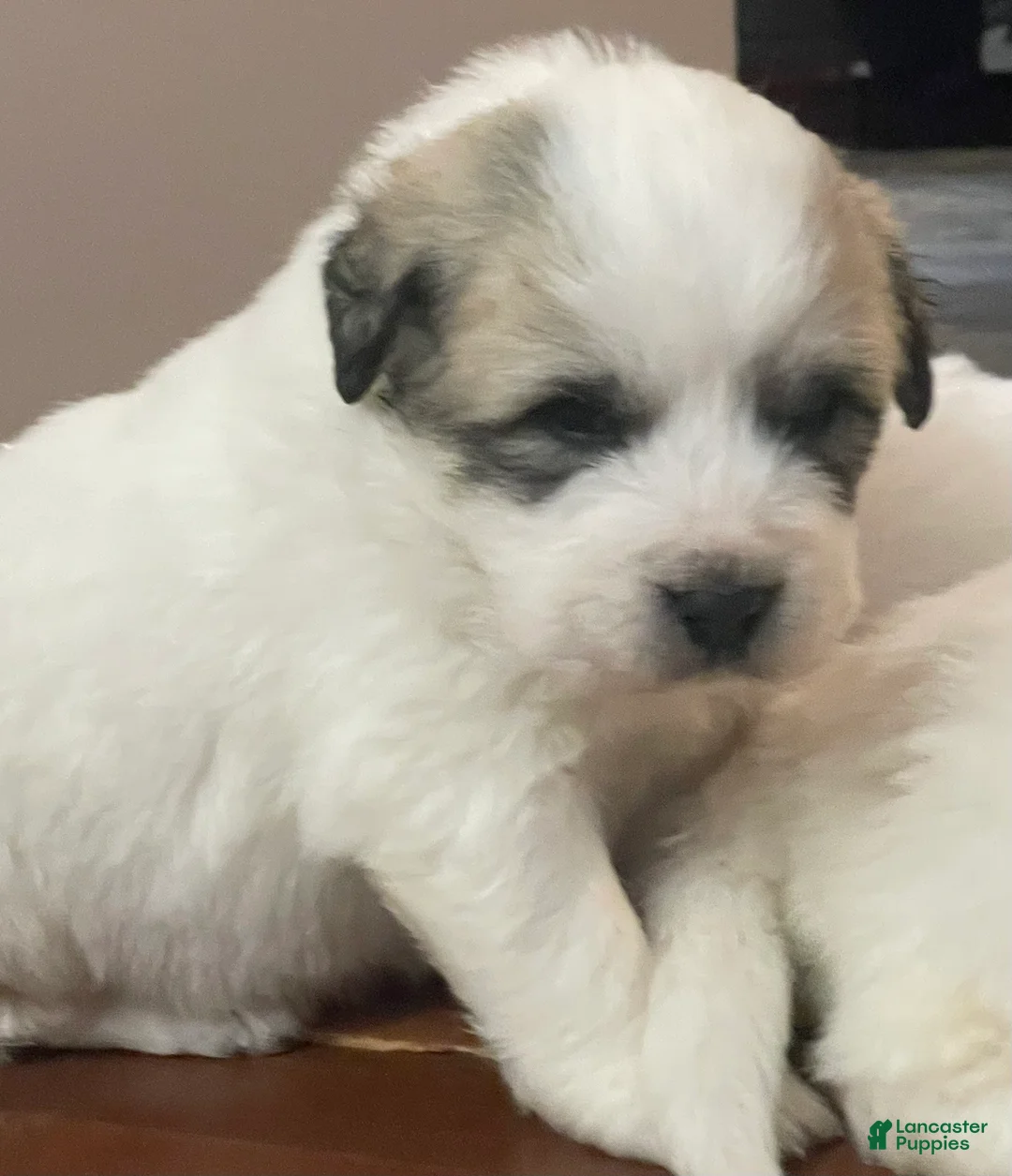 Great Pyrenees dogs for sale: Great Pyrenees Puppy 1 - Ad 1