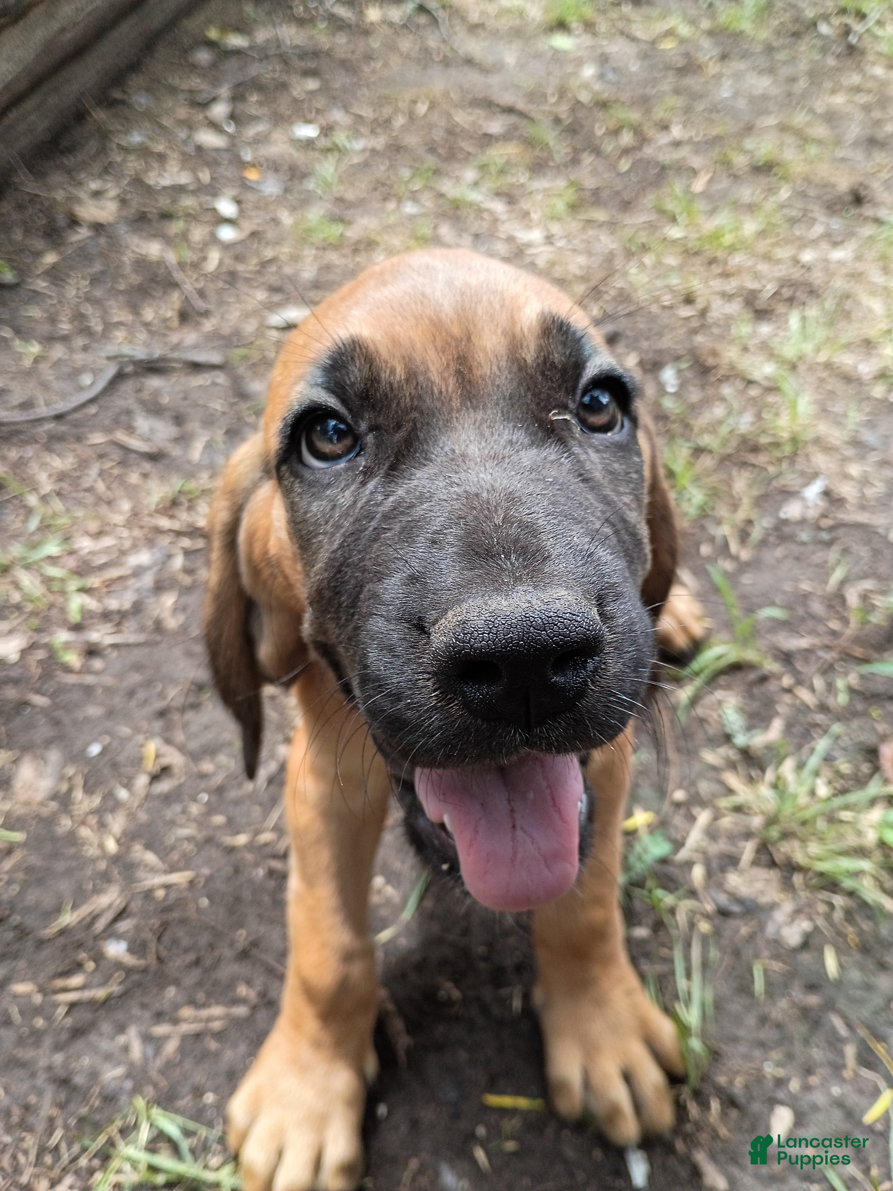 Mixed Breed dogs Valentine - Ad 37