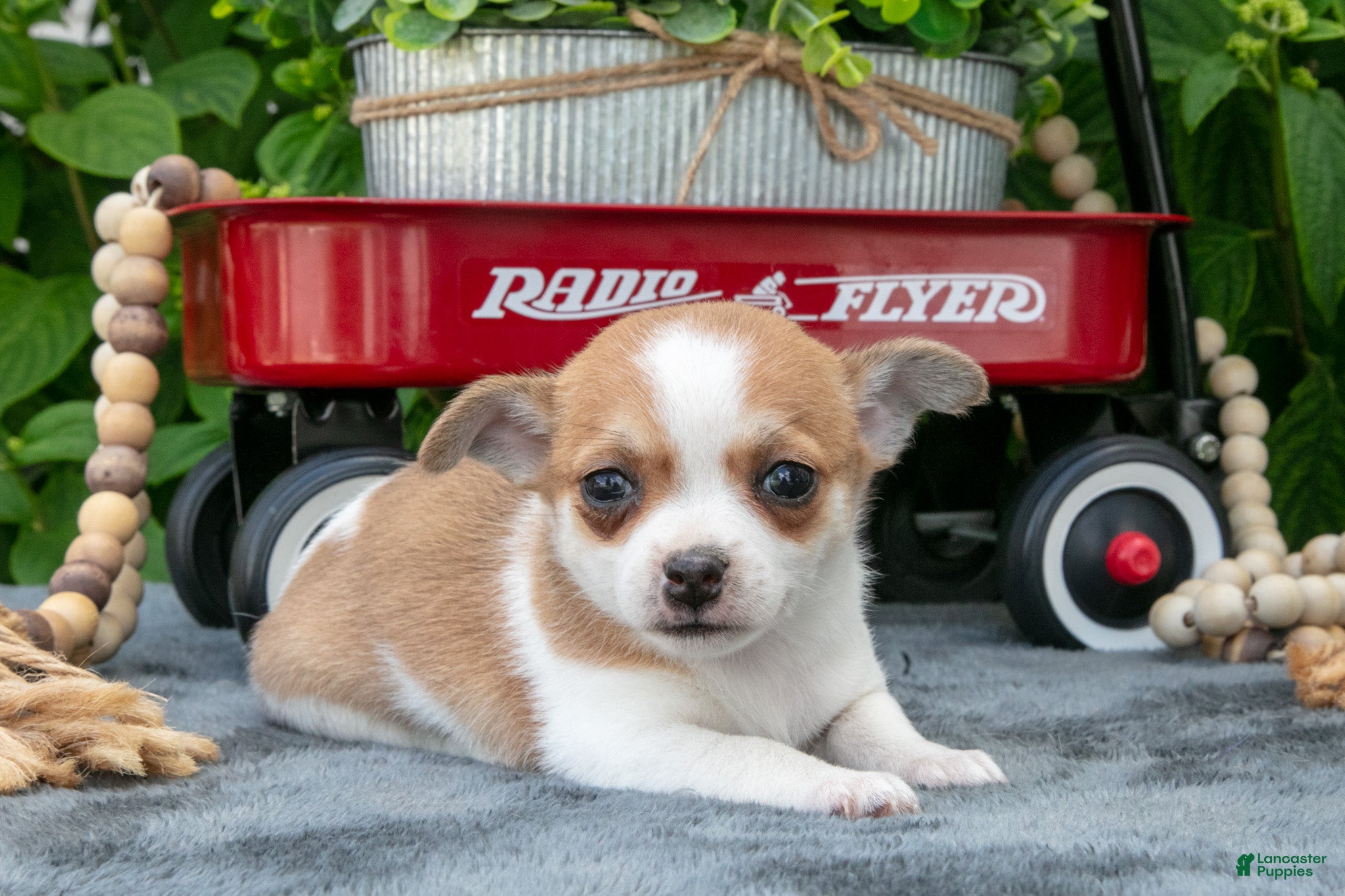 Chihuahua dogs Reeses - Ad 2