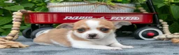 Chihuahua dogs for sale: Reeses - Ad 2