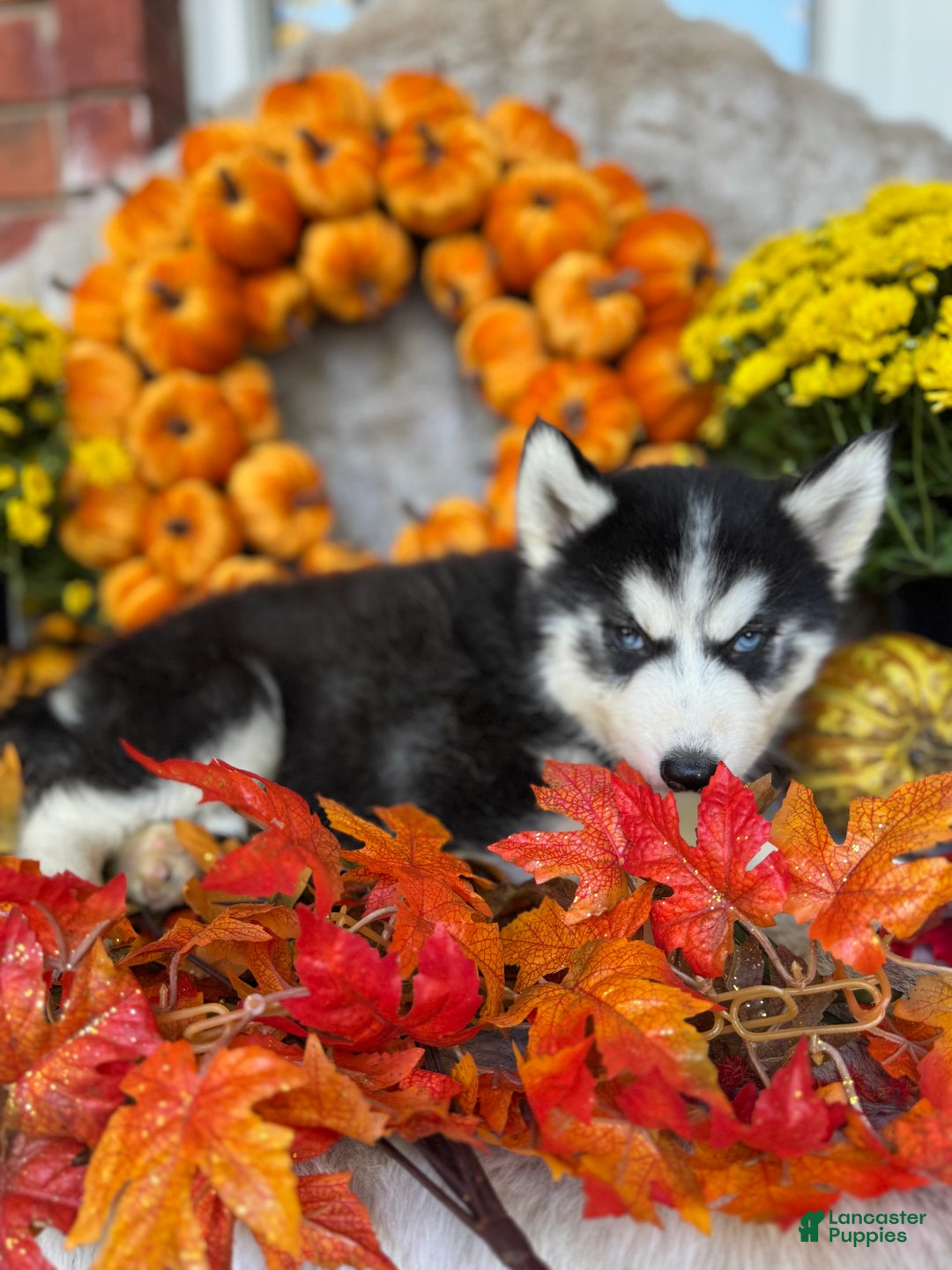 Siberian Husky dogs for sale: Siberian Husky Puppy 2 - Ad 5