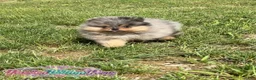 Pomeranian dogs for sale: Little Neptune - Ad 5