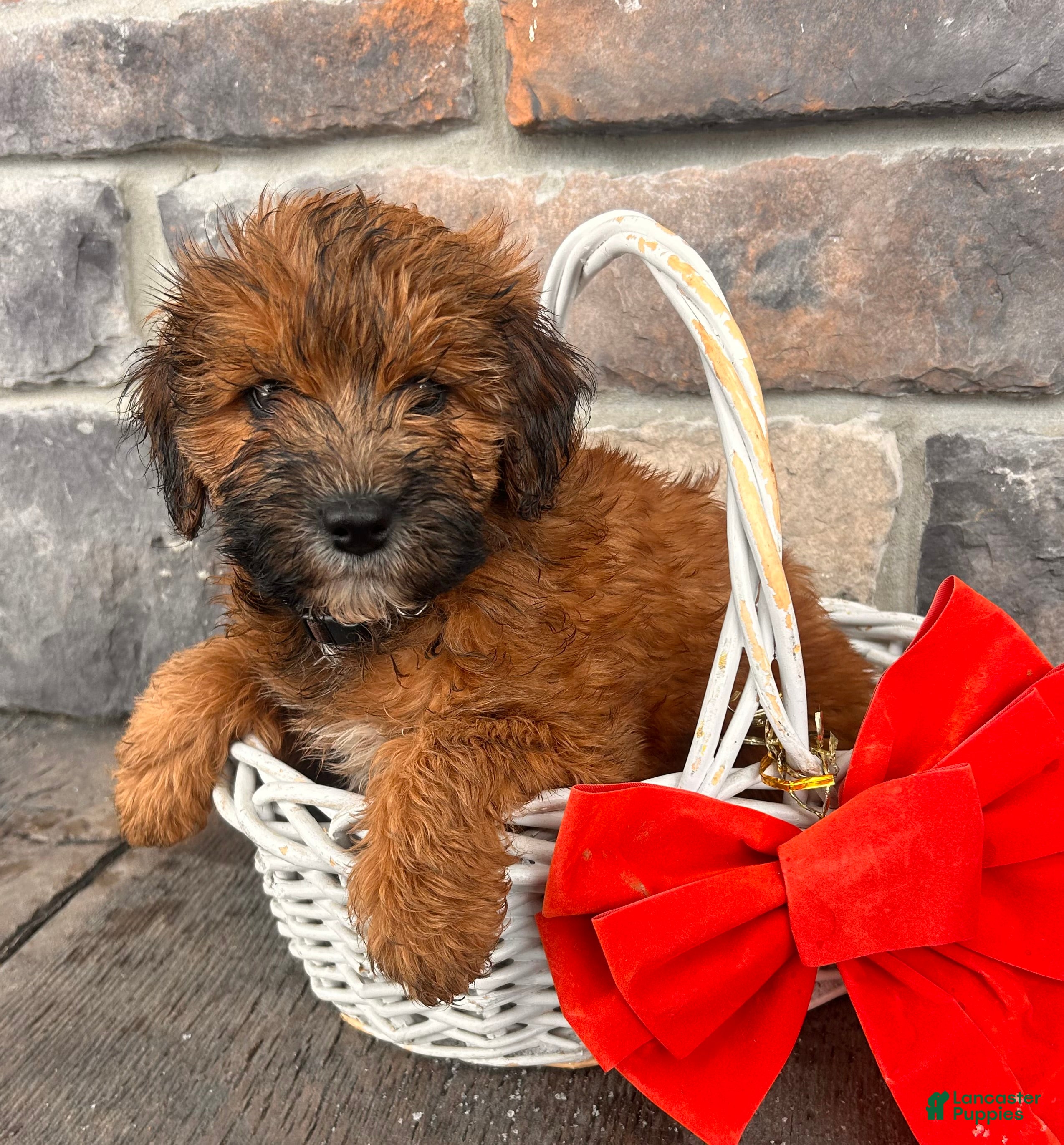 Whoodle dogs Waverly - Ad 2