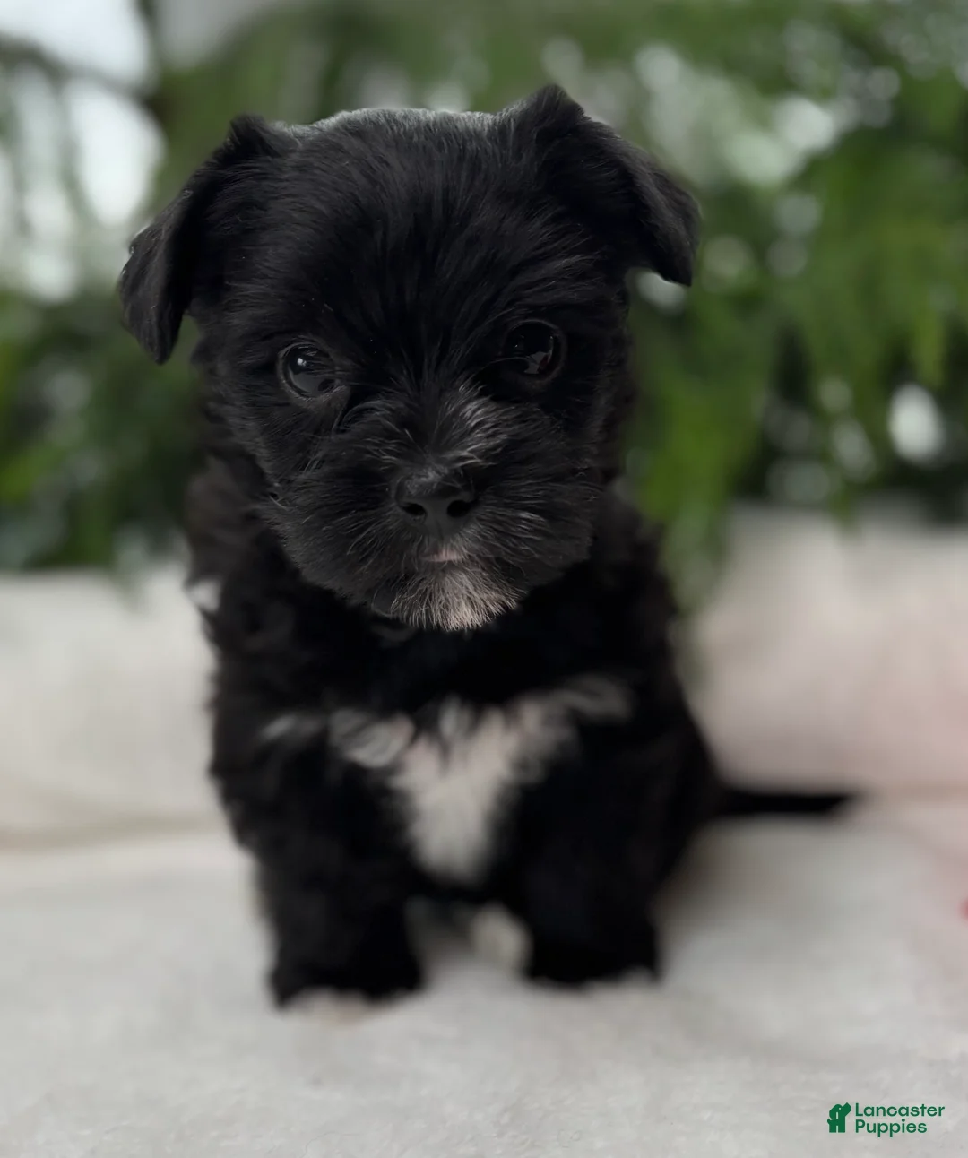 Morkie dogs for sale: Miss Janie  - Ad 14