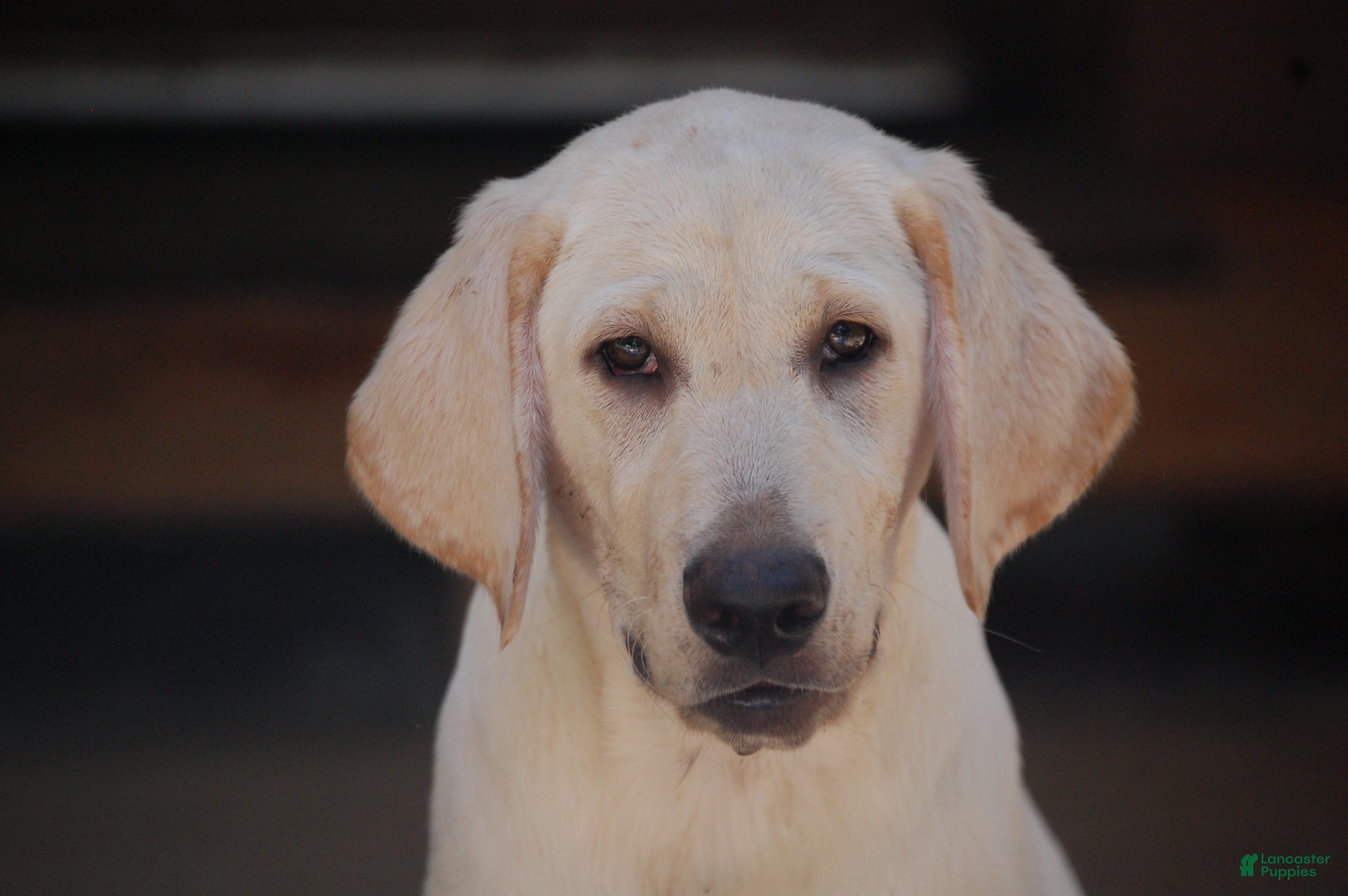 Labrador Retriever dogs Céline  - Ad 1