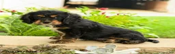 English Cocker Spaniel dogs for sale: Laura - Ad 5