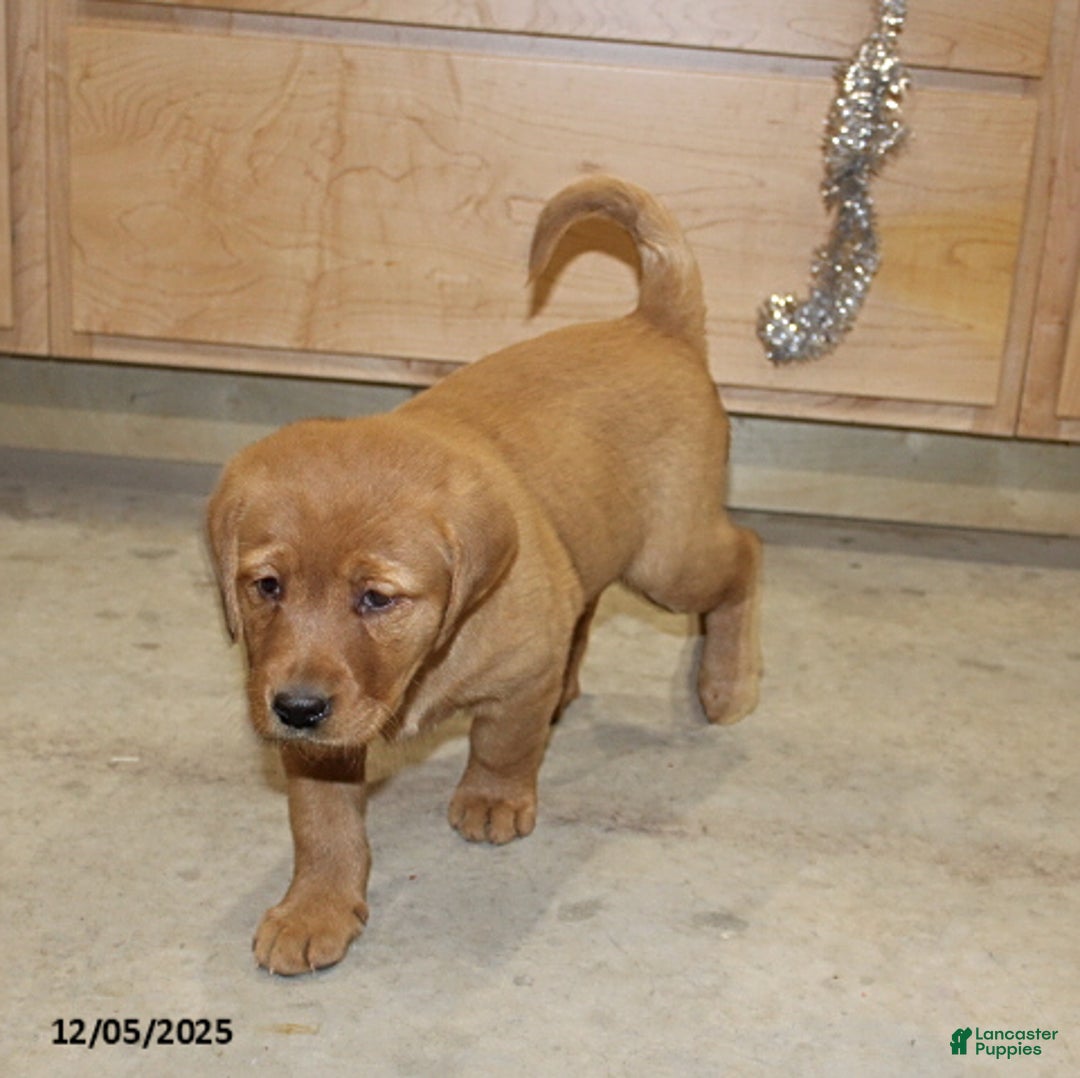 Goldador dogs for sale: Harper - Ad 4