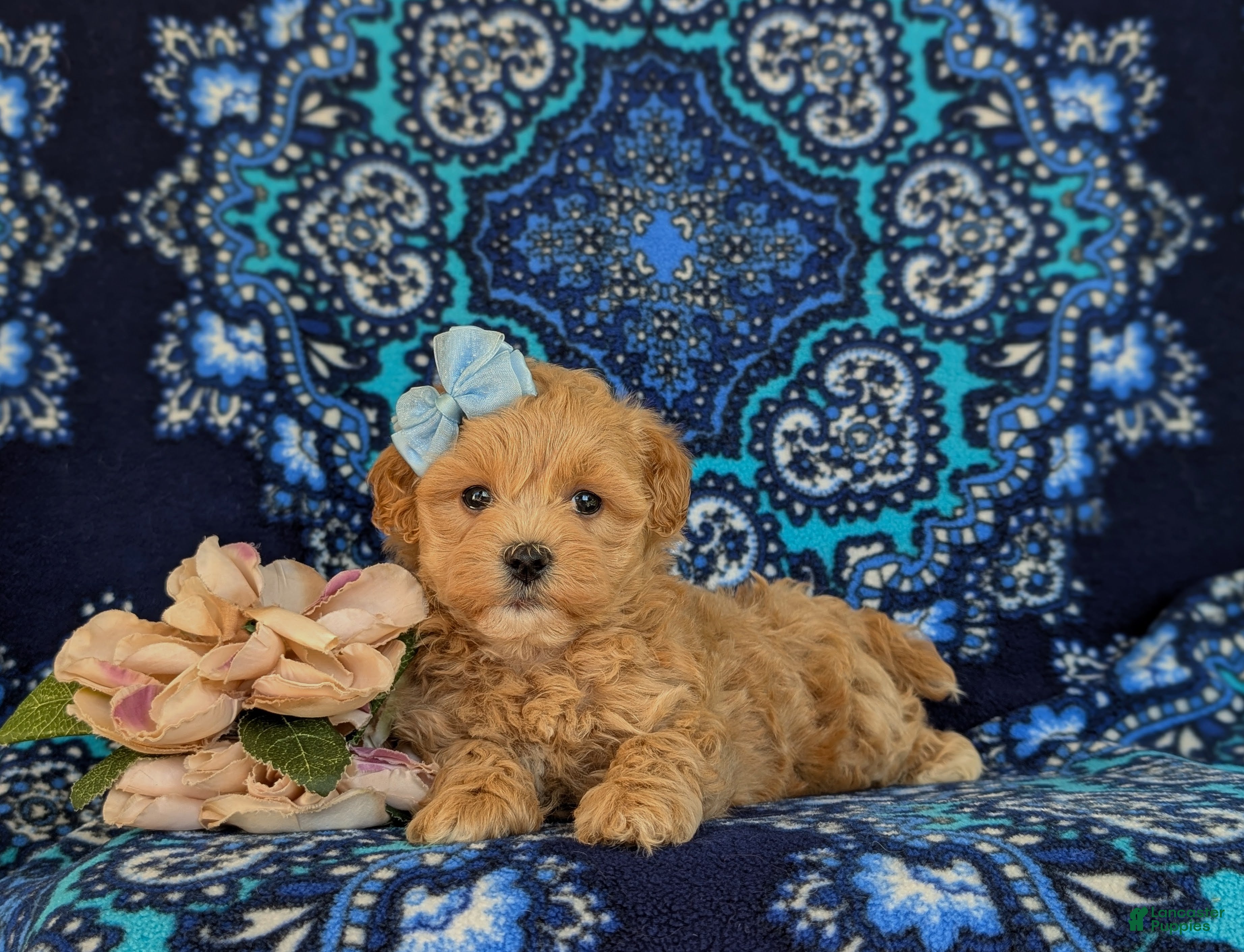 Maltipoo dogs for sale: Reagan - Ad 6