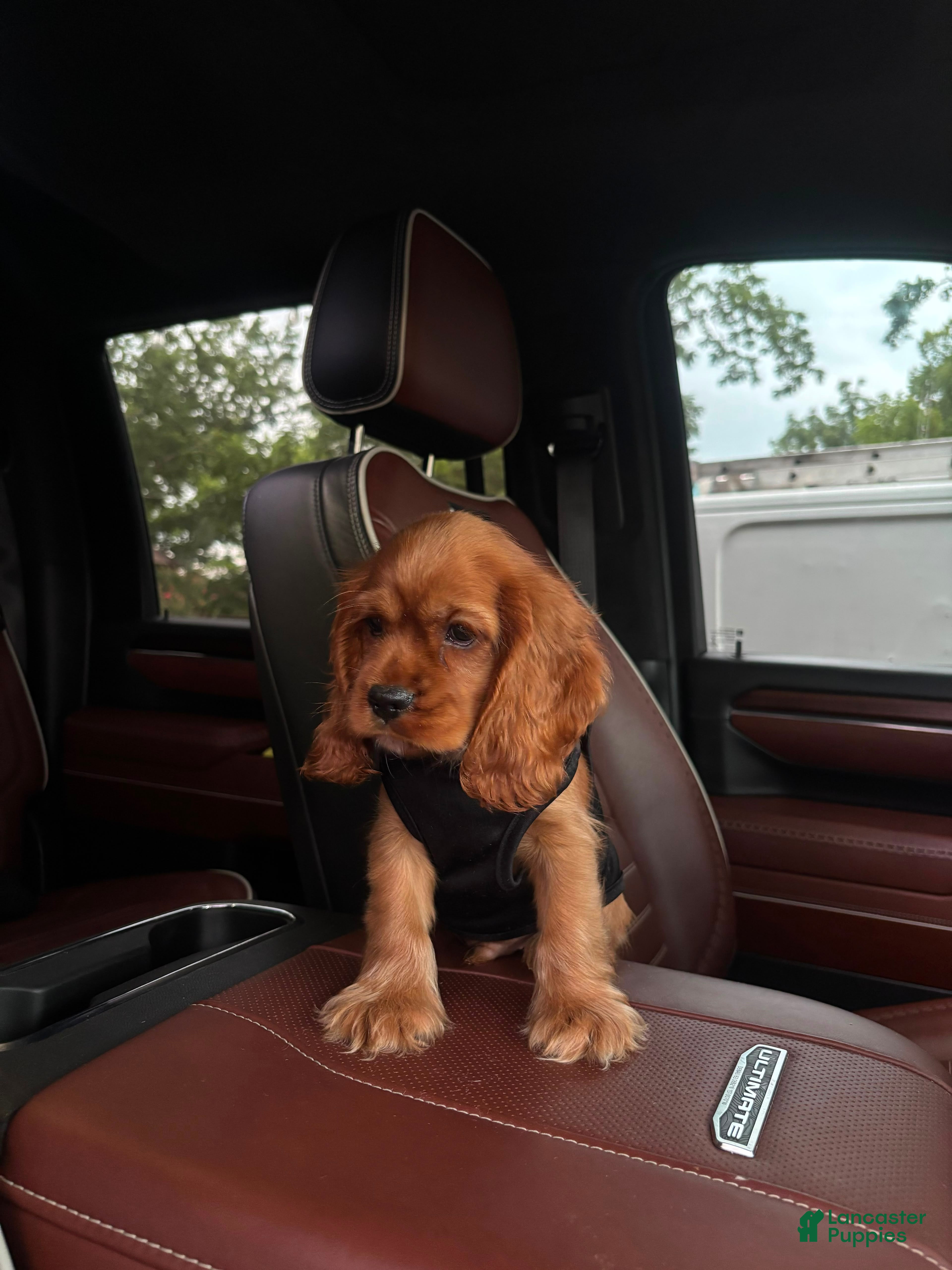 Cocker Spaniel dogs Teddy - Ad 41