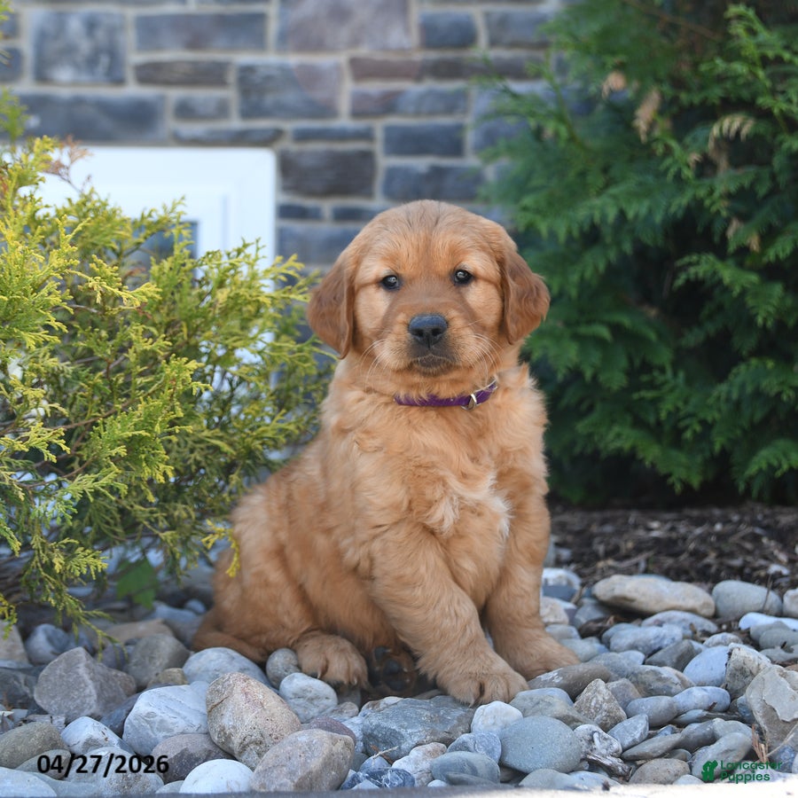 Golden Retriever dogs Gunner - Ad 1