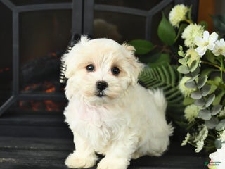 Maltipoo dogs - Ad 37
