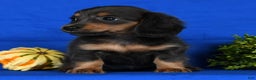 Miniature Dachshund dogs for sale: Trixy Blue/Tan Long Hair - Ad 6