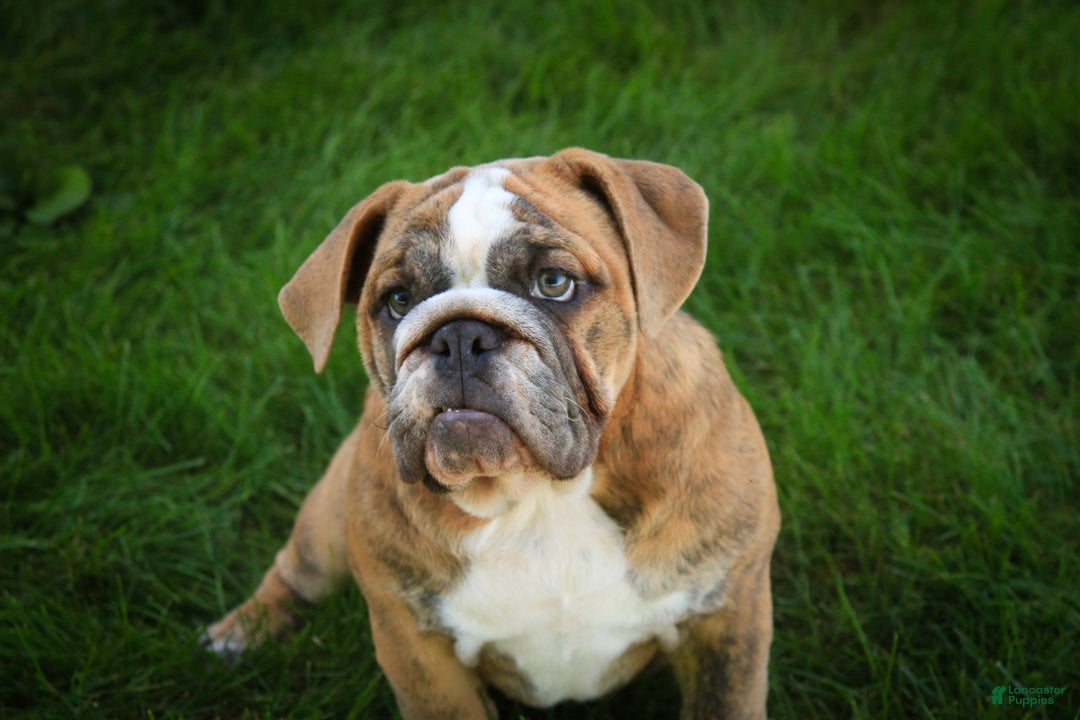 English Bulldog dogs Delsie English Bulldog leash trained and crate training in progress - Ad 2