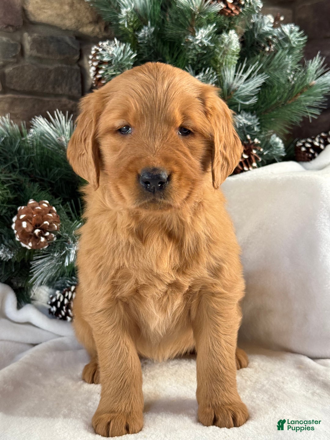 Golden Retriever dogs for sale: Honey - Ad 1