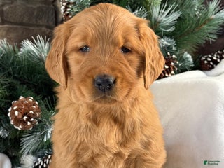 Golden Retriever dogs Honey - Ad 10