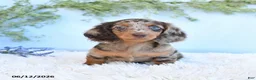 Miniature Dachshund dogs for sale: Stella - Ad 5
