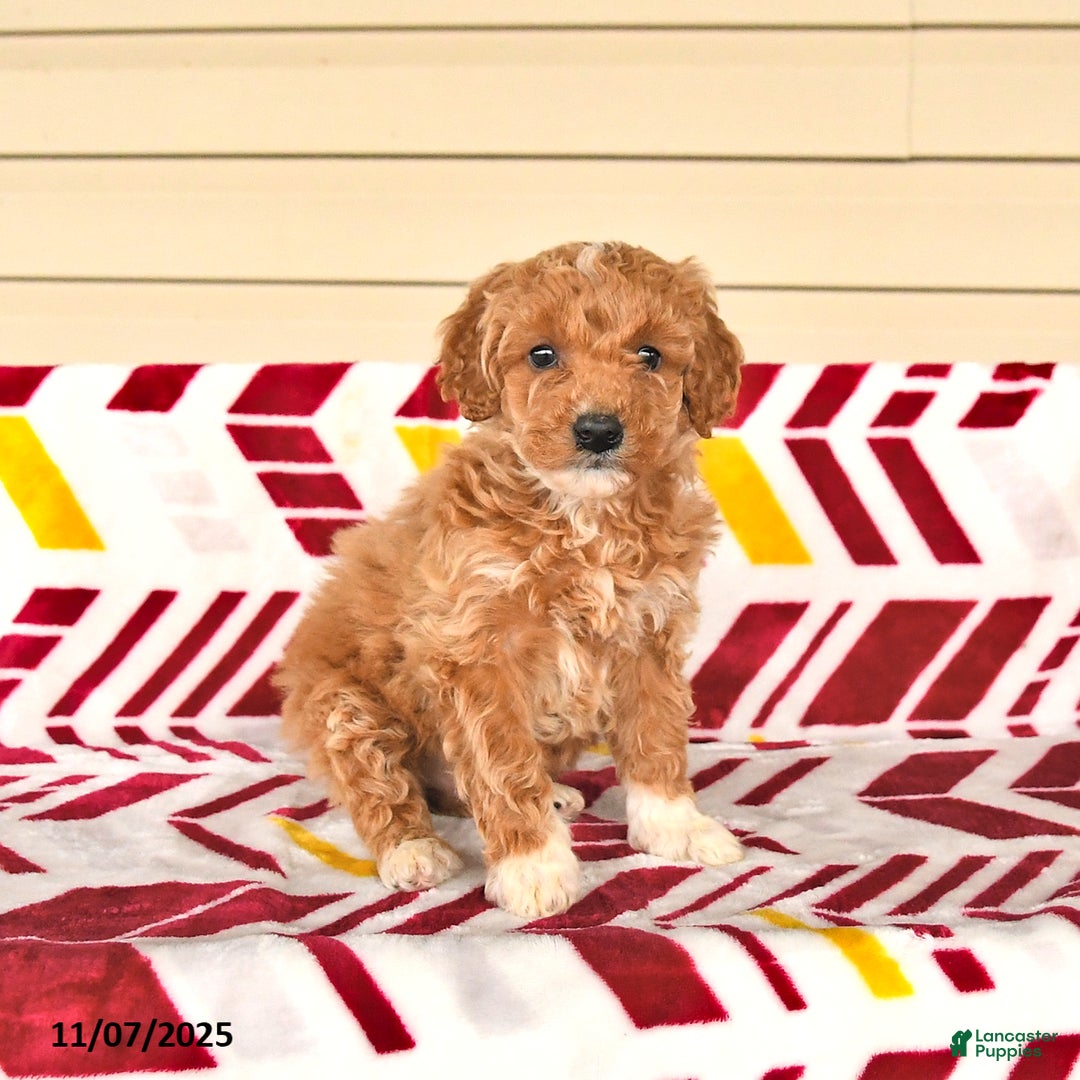 Miniature Poodle dogs for sale: Isabelle - Ad 2