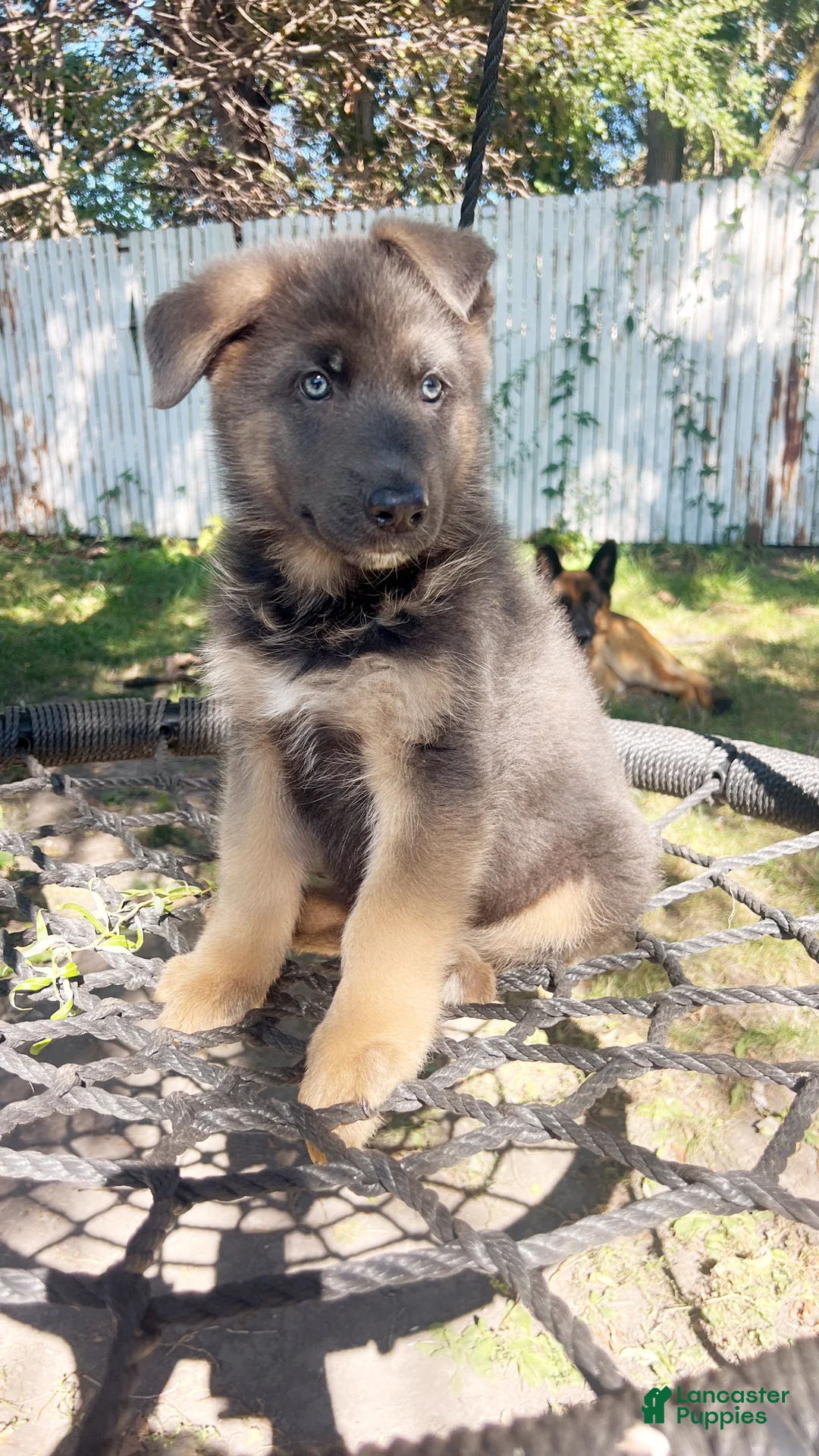 German Shepherd dogs for sale: Biscuit - Ad 2