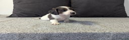 Miniature Dachshund dogs for sale: Comet - Ad 5