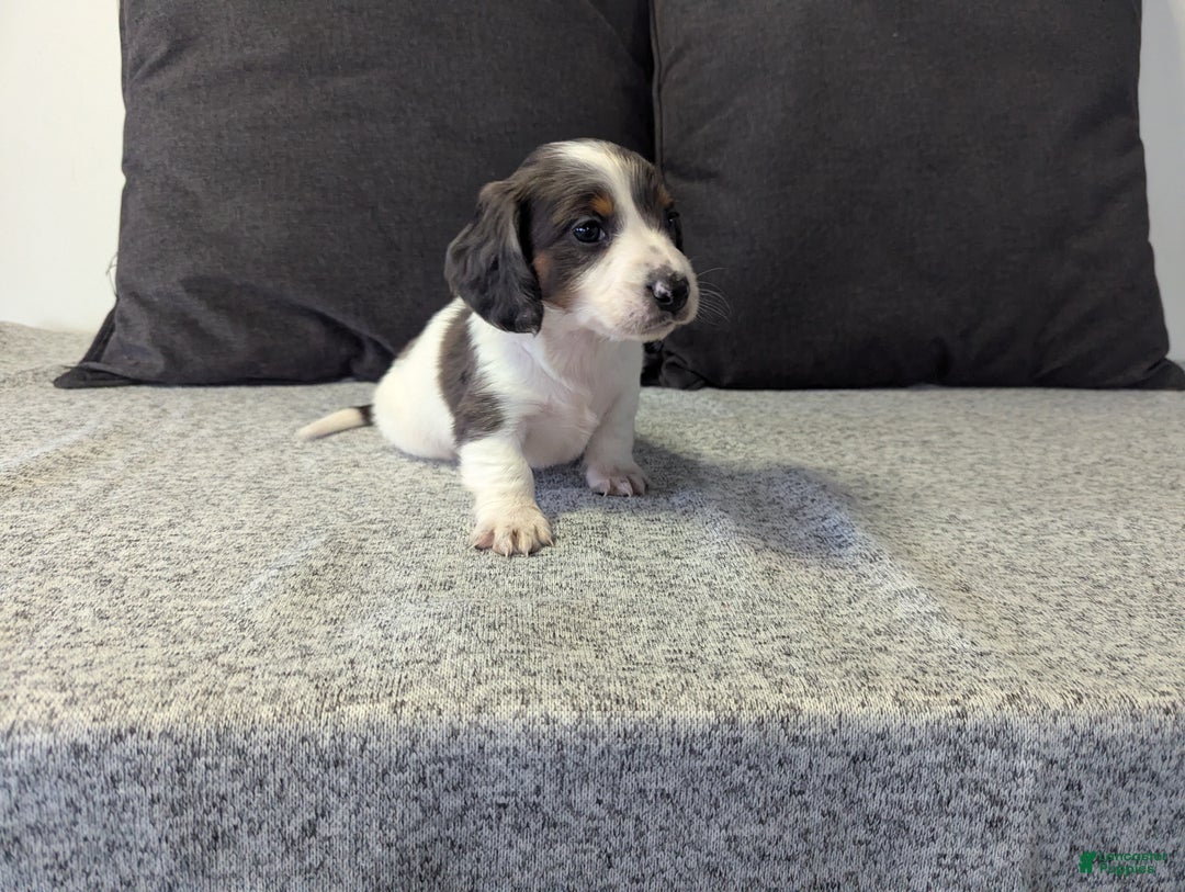 Miniature Dachshund dogs for sale: Comet - Ad 5