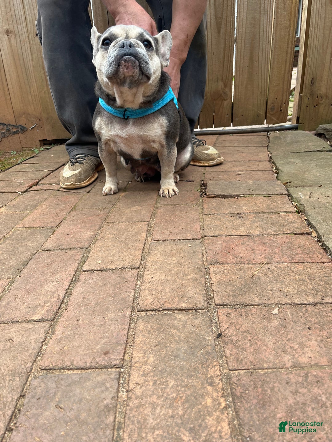 French Bulldog dogs for sale: French Bulldog Puppy 1 - Ad 4