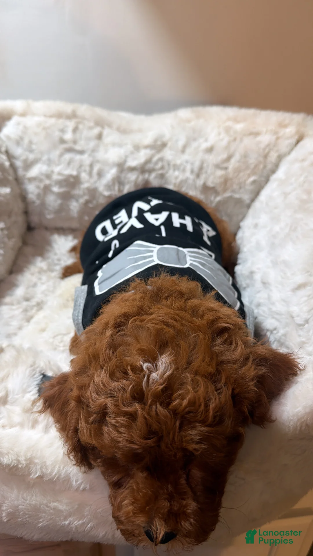 Cavapoo dogs for sale: Cosmos  - Ad 3