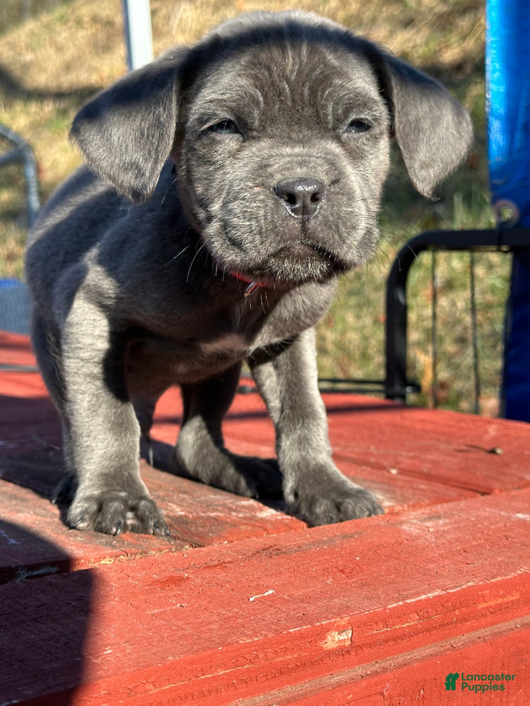 Cane Corso dogs for sale: Ash - Ad 2
