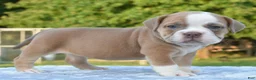 Mixed Breed dogs for sale: Luna bully hybrid  - Ad 12
