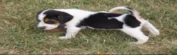 Mixed Breed dogs for sale: Mixed Breed 1 - Ad 4