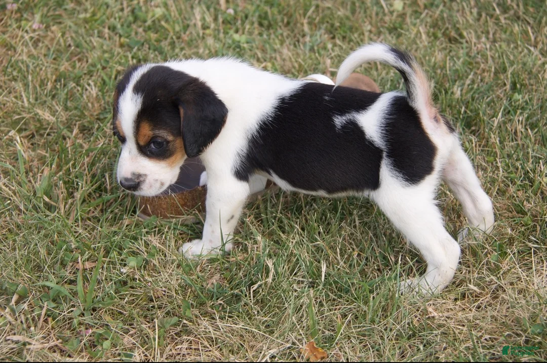 Mixed Breed dogs for sale: Mixed Breed 1 - Ad 4