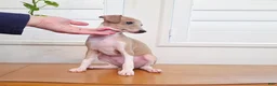 Italian Greyhound dogs for sale: Shiloh - Ad 2