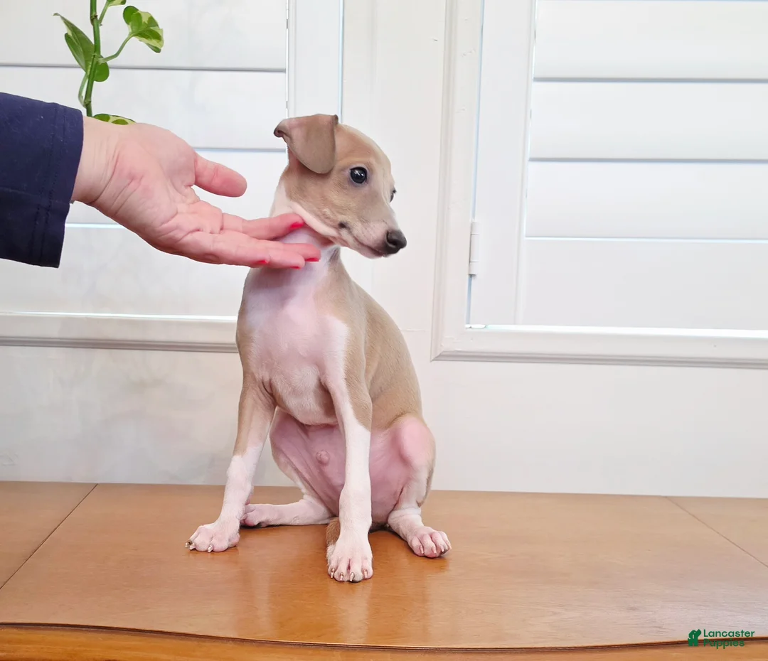 Italian Greyhound dogs for sale: Shiloh - Ad 2