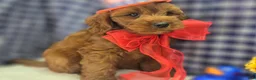 Cockapoo dogs for sale: Milan - Ad 28