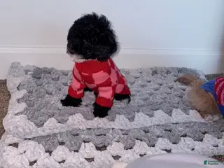 Mini Goldendoodle dogs Mini Goldendoodle “Oreo” - Ad 2