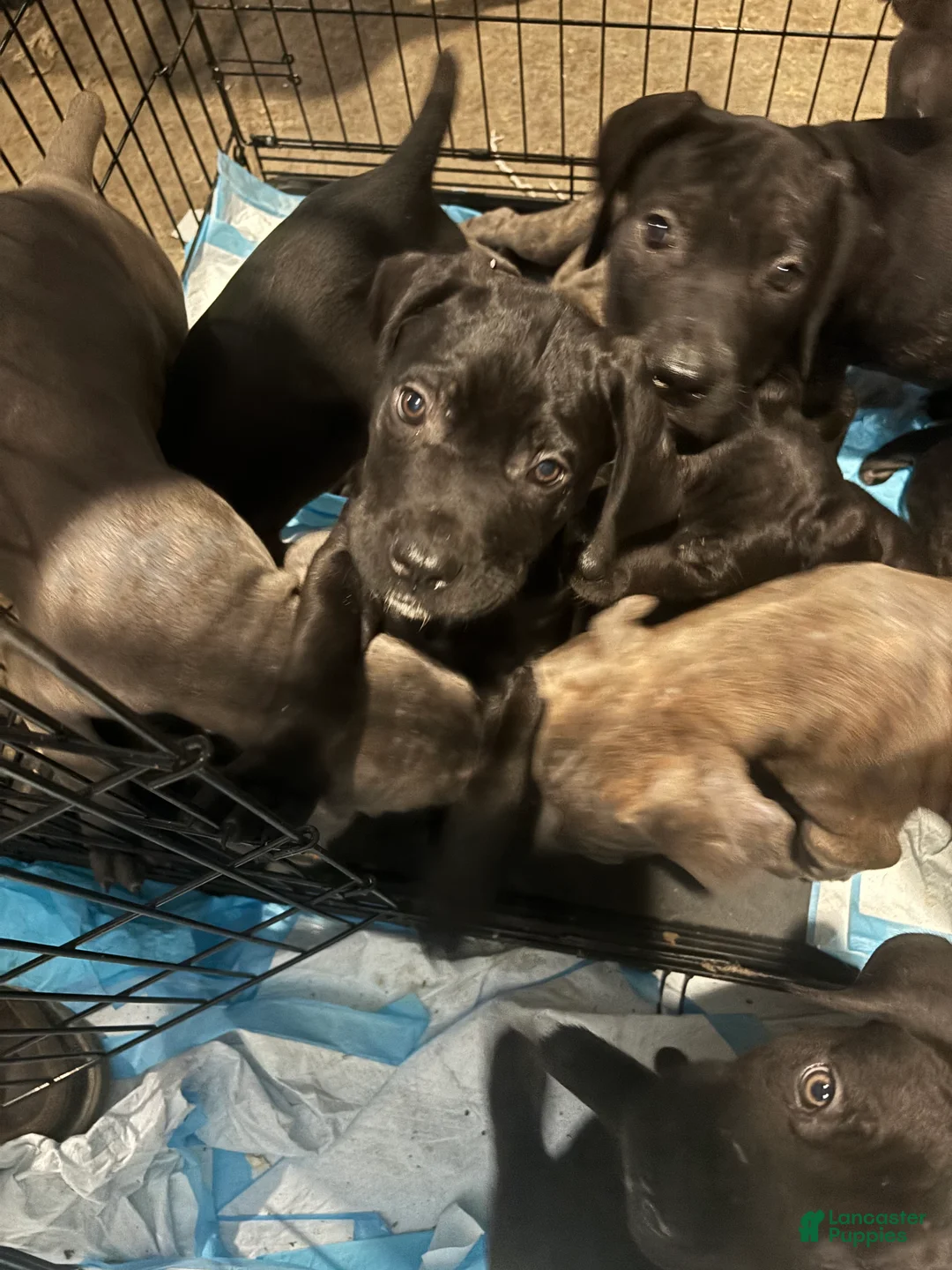 Cane Corso dogs for sale: Cane Corso Puppy 2 - Ad 1