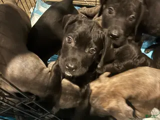 Cane Corso dogs Cane Corso Puppy 2 - Ad 27