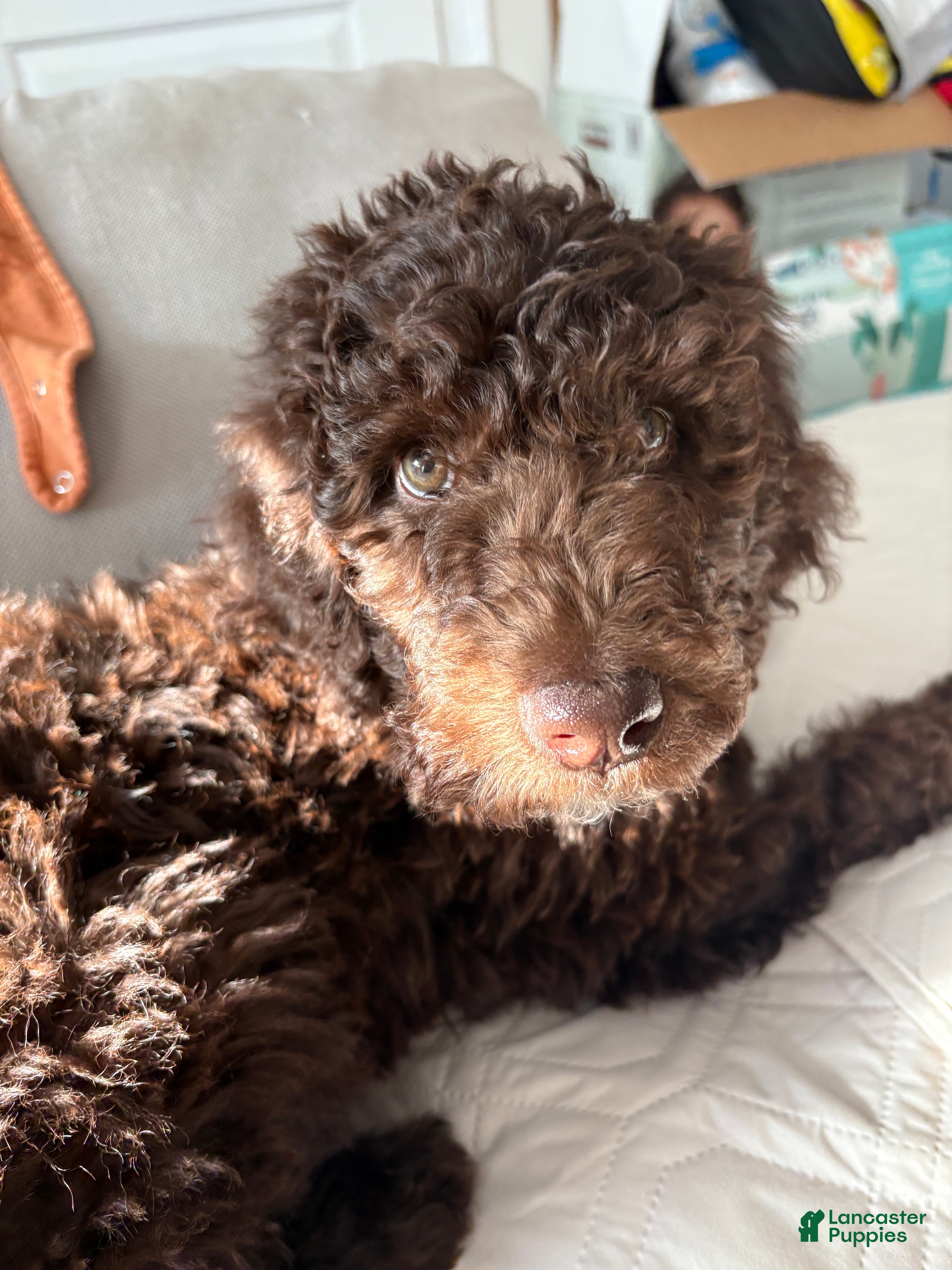 Standard Poodle dogs Standard Poodle Puppy 2 - Ad 42