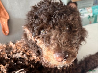 Standard Poodle dogs Standard Poodle Puppy 2 - Ad 15
